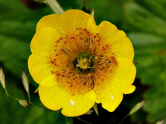 {Geum radiatum}